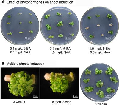 A Genetic Transformation Method for Cadmium Hyperaccumulator Sedum plumbizincicola and Non-hyperaccumulating Ecotype of Sedum alfredii